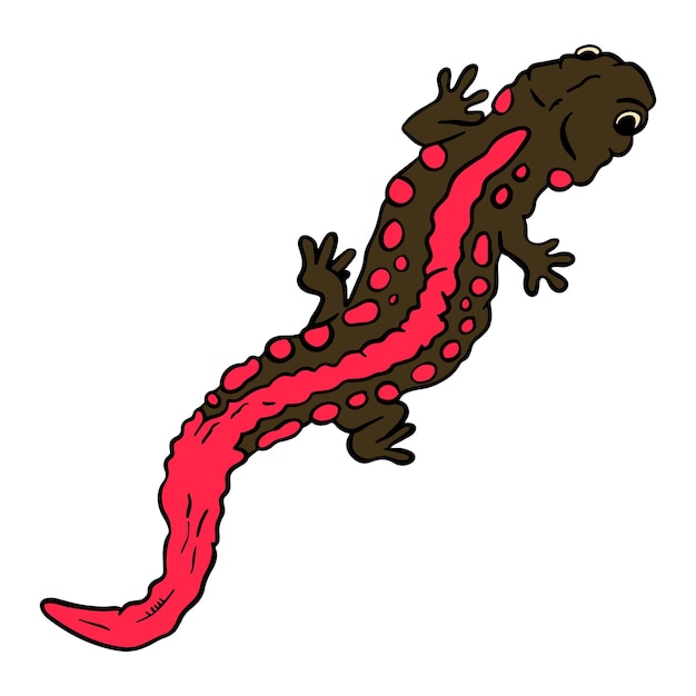 El clip art dibujado a mano de la salamandra