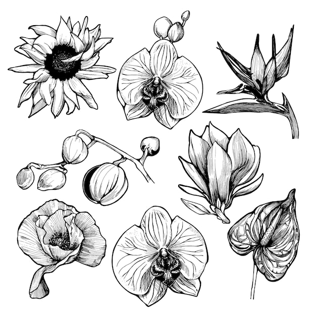 Clip art de flores de estilo de tinta negra Ilustración botánica vintage de orquídea de magnolia de girasol