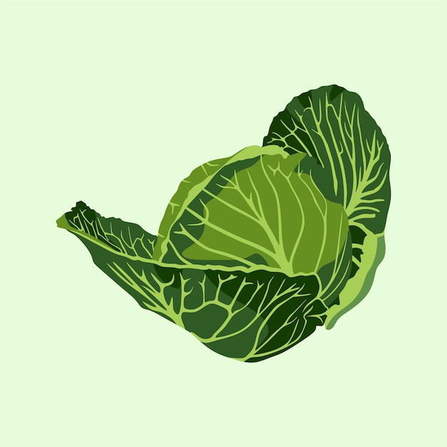 El clip art vectorial de repollo verde fresco