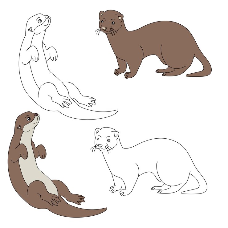 Clipart para los amantes de los animales marinos submarinos Vida marina y vida marina