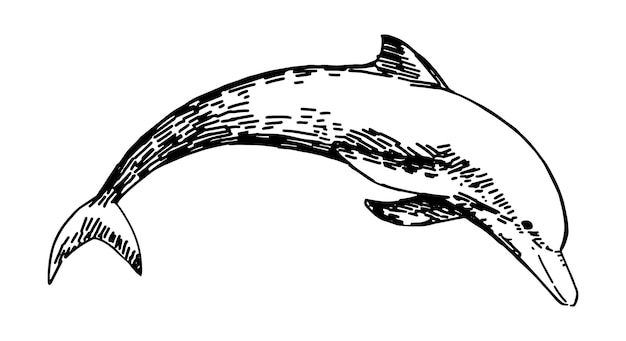 Clipart de delfines Garabato único de animal salvaje submarino aislado en blanco Ilustración vectorial dibujada a mano en estilo de grabado
