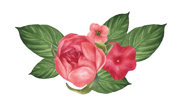 Clipart de flor aislada hawaiana rosa en vector