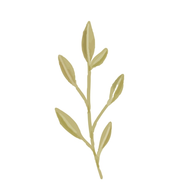 Clipart gráfico de ilustración de diseño de vector de acuarela botánica
