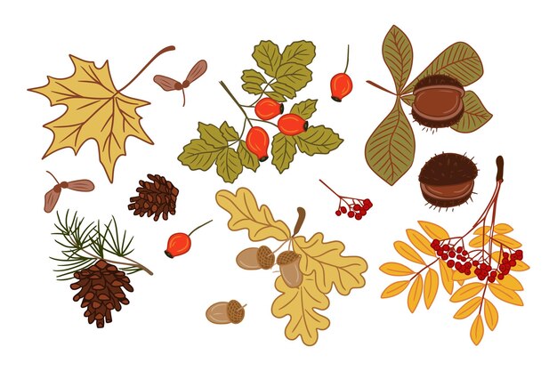 Clipart de hojas y semillas de colores planos de otoño Elementos de contorno plano aislados sobre fondo blanco