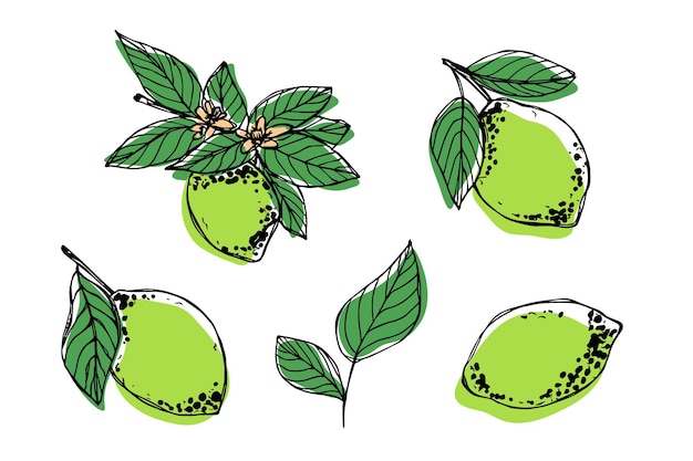 Clipart de limón vectorial Conjunto de cítricos dibujado a mano Ilustración de frutas Para decoración de diseño web de impresión