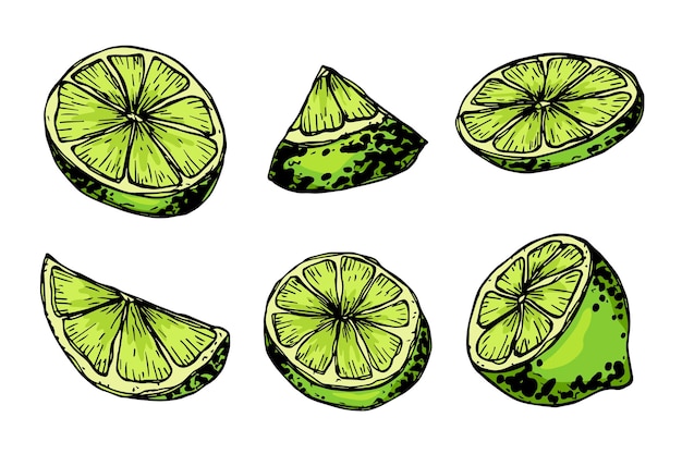 Clipart de limón vectorial Conjunto de cítricos dibujado a mano Ilustración de frutas Para decoración de diseño web de impresión