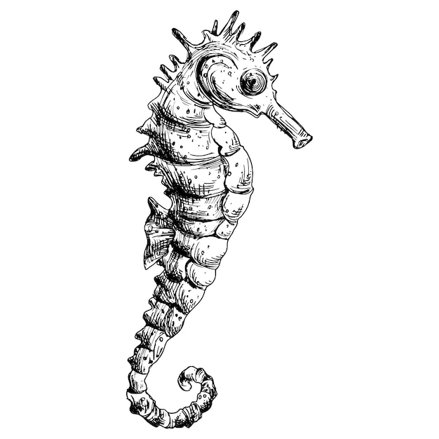 Clipart del mundo submarino con caballito de mar con ilustración gráfica de aleta dibujada a mano en tinta negra de