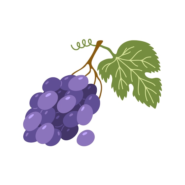 Clipart de uva vectorial con hoja Ilustración de frutas de verano de dibujos animados dibujados a mano