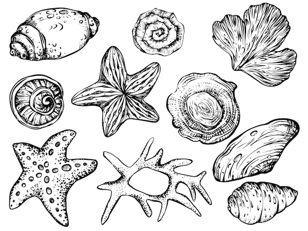 Clipart del vector de conchas y estrellas de mar en un fondo aislado