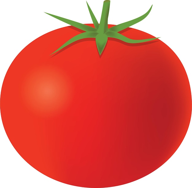 Clipart Vector Tomate