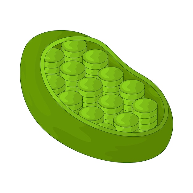 Cloroplasto