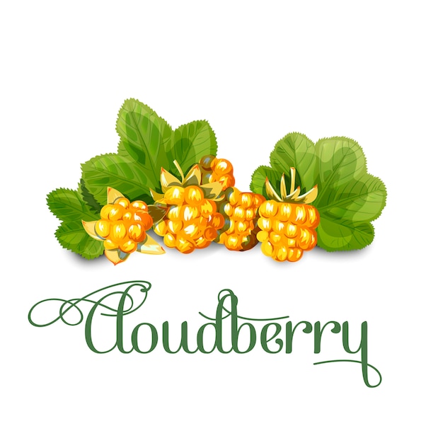 Cloudberry jugosa brillante