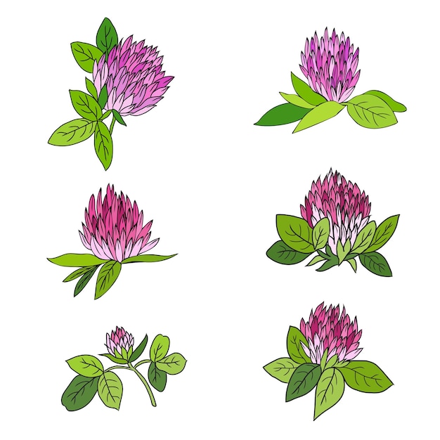 Clover rojo Shamrock conjunto flor de campo silvestre aislado en blanco botánico dibujado a mano vector de tinta doodle