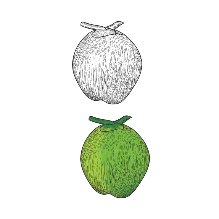 Coco dibujado a mano Estilo vintage para colorear página de libros