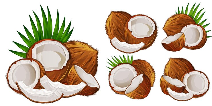 Vector coco entero y medio con hoja conjunto aislado sobre fondo blanco.