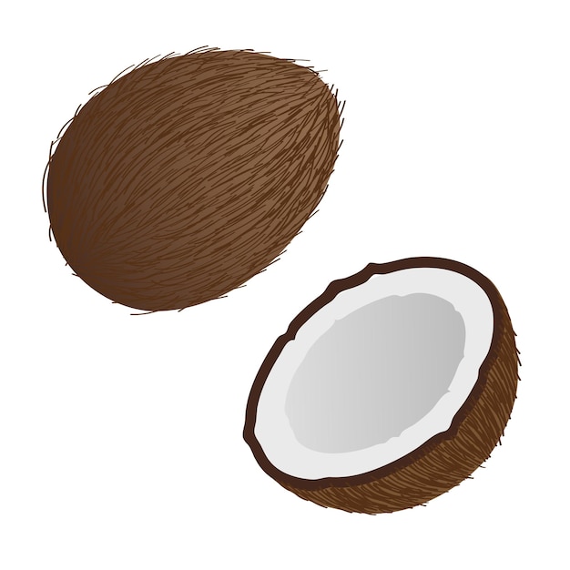 Coco. La mitad de un coco. Objetos aislados sobre fondo blanco.