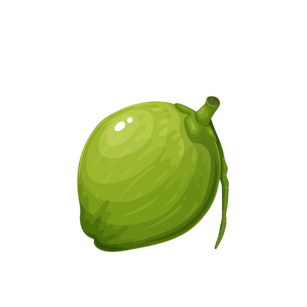 Coco verde joven entero. Ilustración de vector de frutas tropicales