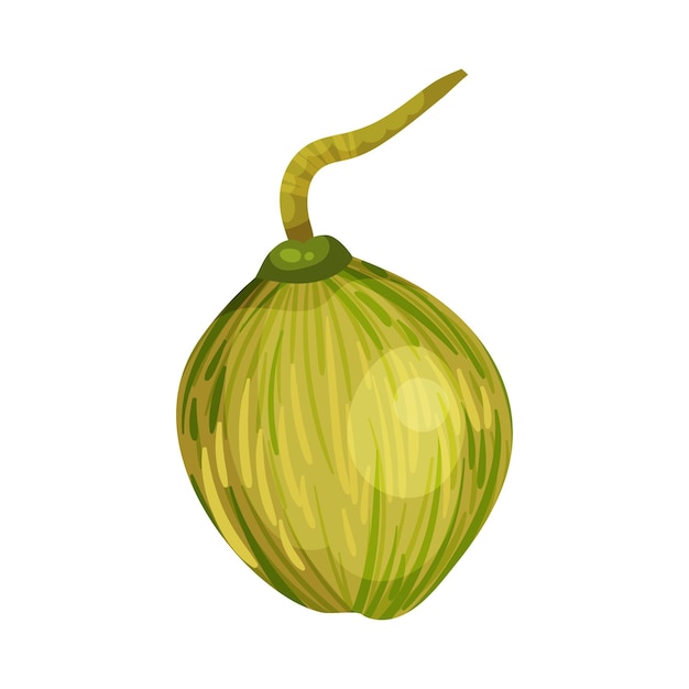 Coco verde con paja para extraer leche de él Ilustración vectorial