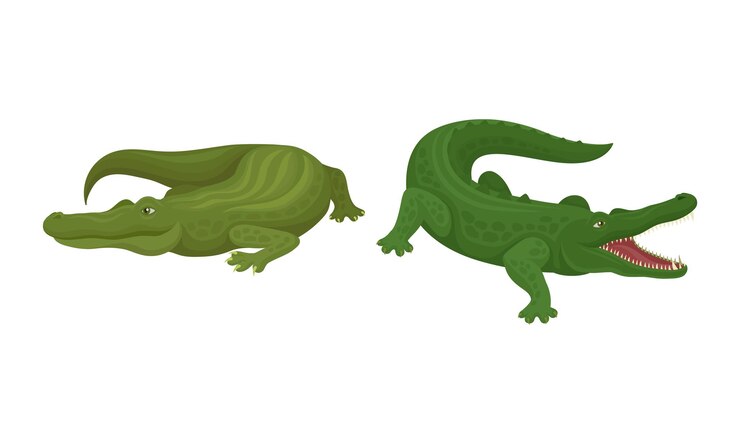 Vector cocodrilo como conjunto de vectores de reptiles semiacuáticos depredadores verdes
