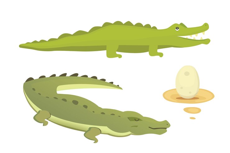 Vector cocodrilo lindo conjunto aligator vector ilustración de dibujos animados