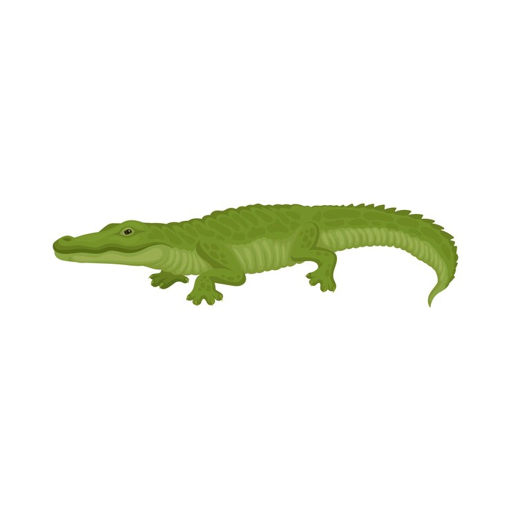 Vector un cocodrilo verde con un fondo blanco y la palabra cocodrillo en la parte inferior
