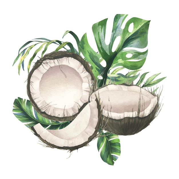 Cocos enteros en mitades y trozos con hojas de palma tropical de color verde brillante dibujadas a mano con acuarela