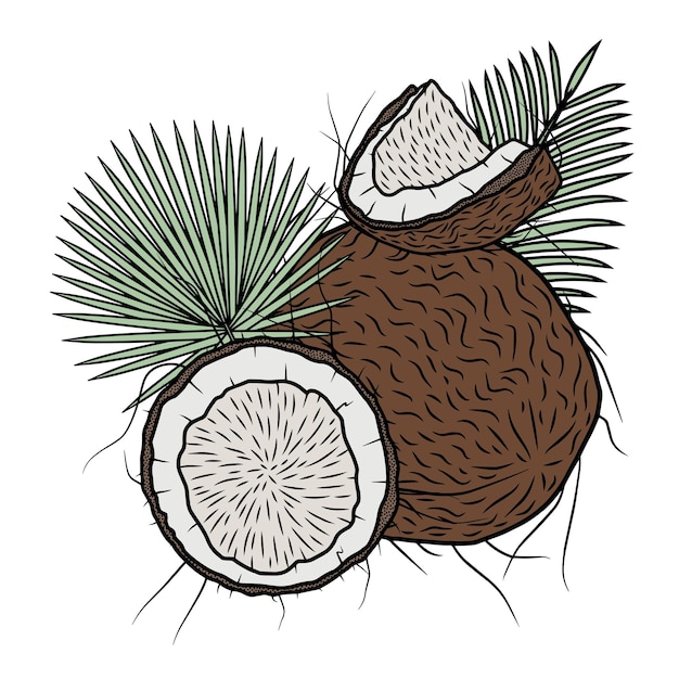 Cocos con hojas de palma arte vectorial