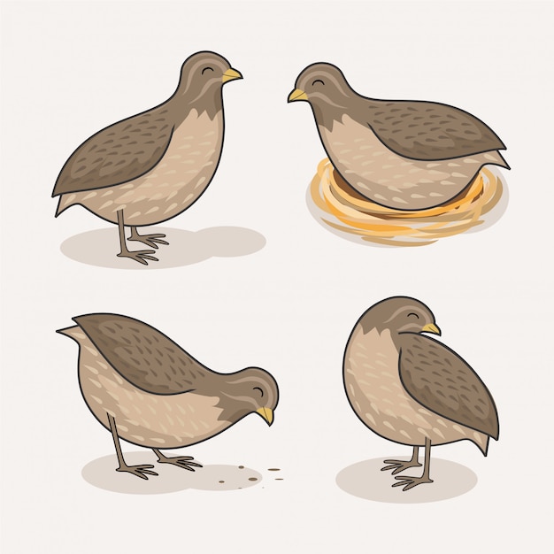 Codorniz Ave Dibujos Animados Animales Lindos