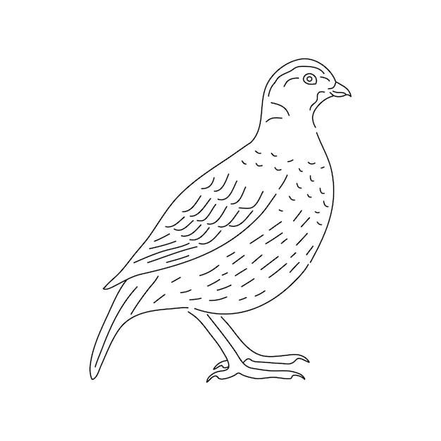 Codorniz dibujada a mano Sketch ilustración vectorial