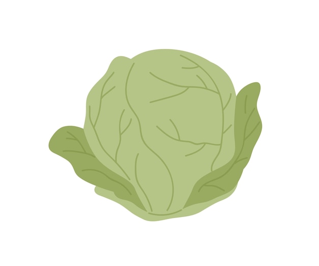 Col entera fresca con hojas verdes. Cabeza de col rizada frondosa cruda. Icono de vegetales orgánicos naturales. Ilustración de vector plano de ingrediente vegetal aislado sobre fondo blanco.