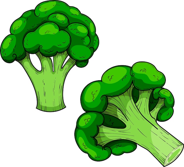 Col verde brócoli dibujado a mano vector ilustración vegetal aislado en un fondo blanco