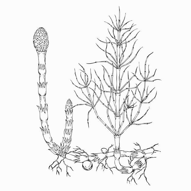 Cola de caballo de pradera (Equisetum pratense)