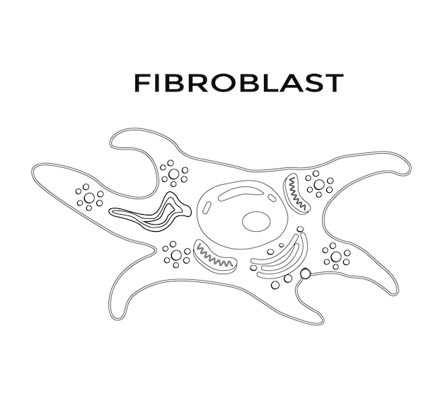 Colágeno y fibroblastos Piel con fibras de colágeno y células que sintetizan colágeno