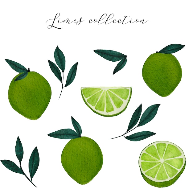Colección de acuarela brillante con hojas de limón cítrico completo y cortado