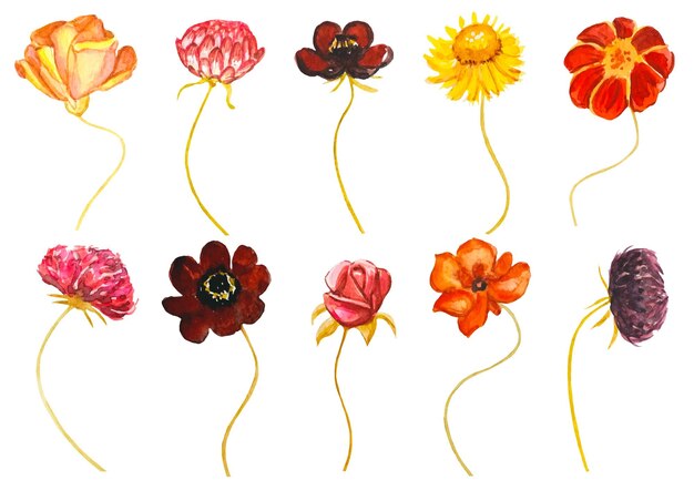 Colección de acuarela de capullos de flores de otoño