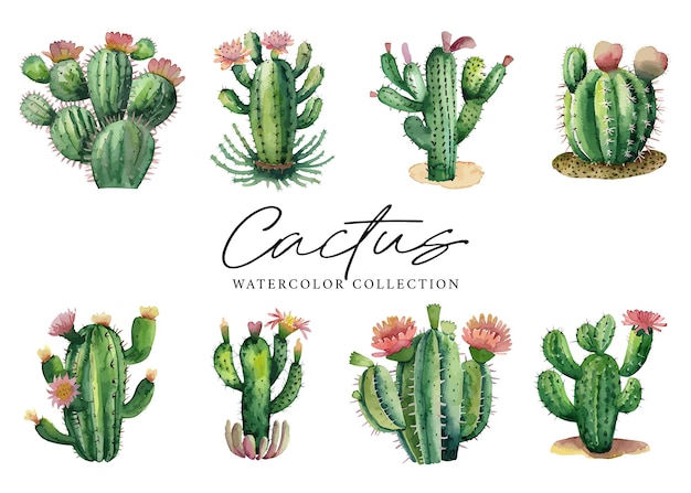 Colección de acuarela de plantas suculentas de cactus sobre fondo blanco