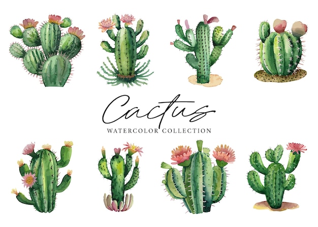 Vector colección de acuarela de plantas suculentas de cactus sobre fondo blanco