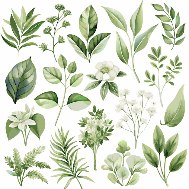 colección de acuarelas de hojas verdes botánicas y elementos florales en varios tonos naturales