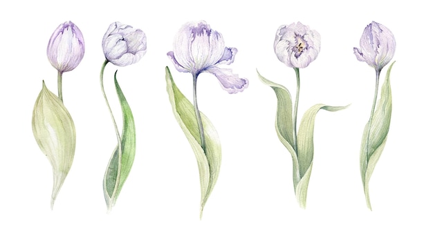 Colección de acuarelas de tulipanes Ilustración de primavera aislada sobre fondo blanco para su diseño