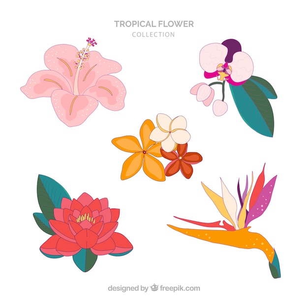 Colección adorable de flores tropicales dibujadas a mano