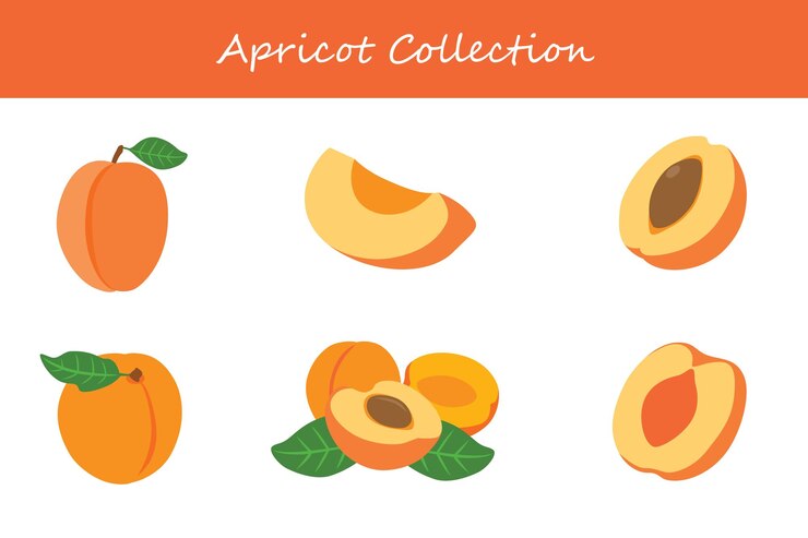 Vector colección de albaricoques en diferentes posturas ilustración vectorial