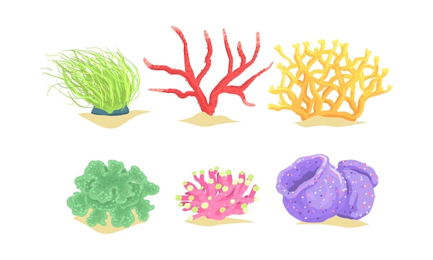 Colección de algas marinas acuáticas Algas marinas Plantas submarinas Ilustración vectorial
