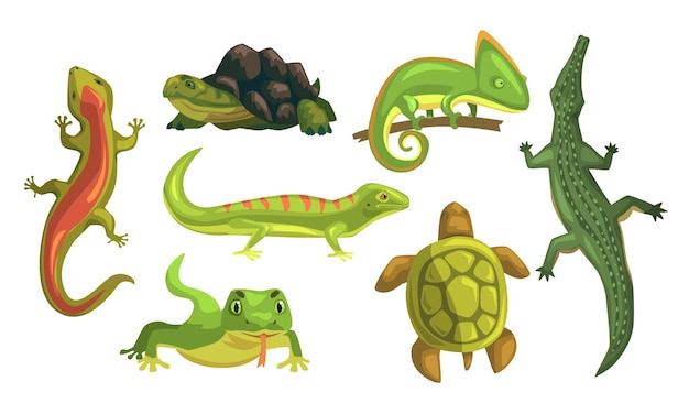 Colección de animales anfibios tortuga camaleón lagarto cocodrilo salamandra Ilustración vectorial en fondo blanco