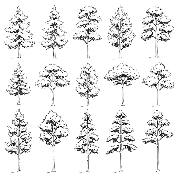 Colección de árboles arquitectónicos dibujados a mano en estilo de boceto minimalista con diversas especies de árboles