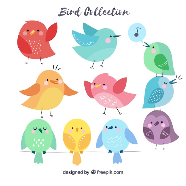 Colección de aves dibujadas a mano