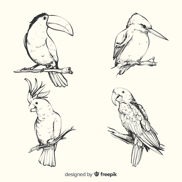 Colección de aves exóticas dibujadas a mano
