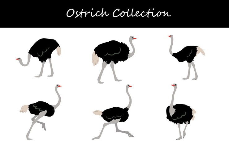 Vector colección de avestruces ilustración vectorial aislada sobre un fondo blanco