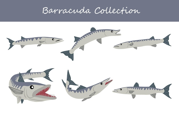 Colección de barracudas barracudas en diferentes posturas Ilustración vectorial