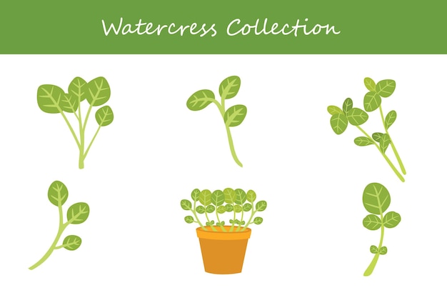 Colección de berros de agua en diferentes estilos Ilustración vectorial