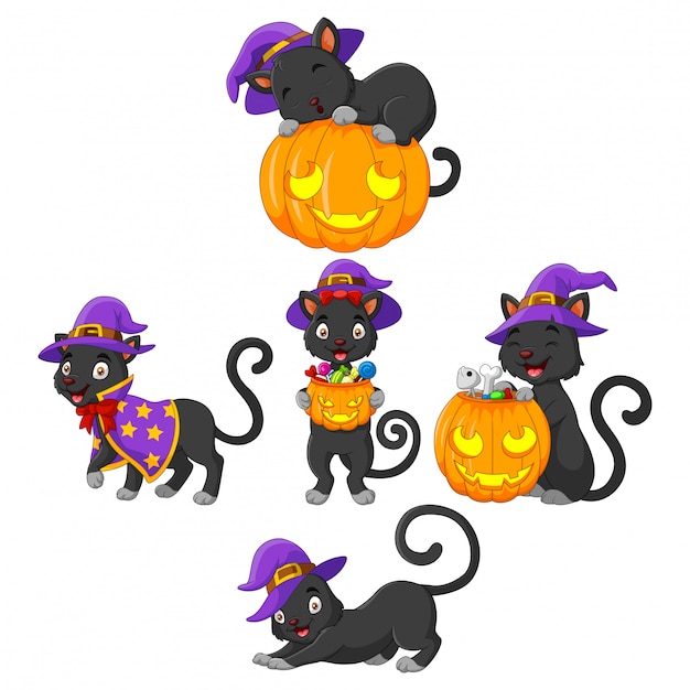 Colección Black Cat con calabaza